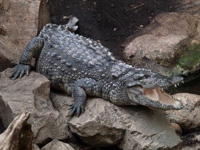 Mugger crocodile, Sarbaz county, Chabahar Iran - Exotigo
