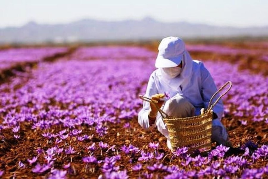 Saffron-harvest-Iran